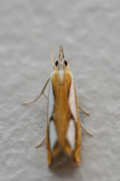 Très Petit Papillon Assis Sur Fond Blanc — Photo