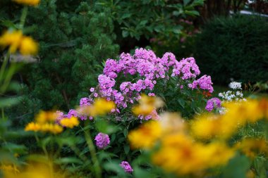 Bahçede koyu yeşil bir zemin üzerinde pembe fenox çiçekleri