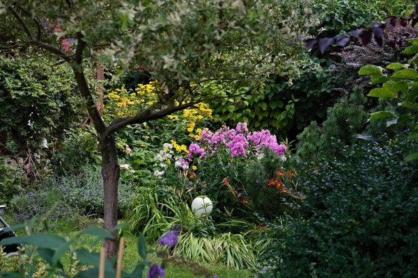 Сад Флоксами Деревом Ивами — стоковое фото