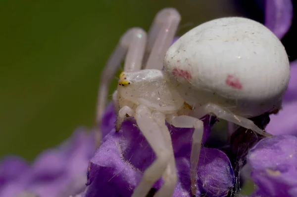 Lavanta Çiçekli Altın Çubuklu Yengeç Örümceği — Stok fotoğraf