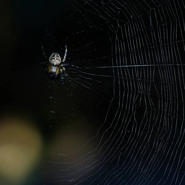 Örümcek Ağında Küçük Bir Avrupa Bahçe Örümceği — Stok fotoğraf
