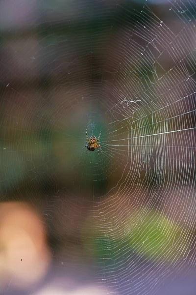 Liten Europeisk Trädgårdsspindel Spindelnät — Stockfoto