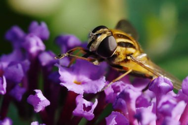 Budlei 'nin bahçesindeki uçan çiçek.