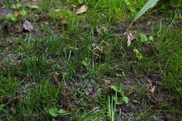 Verzwakt Gazon Het Voorjaar Zaden — Stockfoto