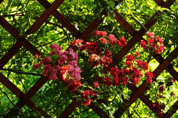 Diminutas Rosas Rojas Pérgola —  Fotos de Stock