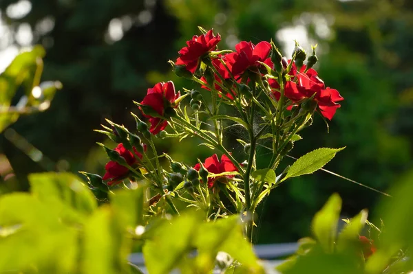 Drobné Červené Růže Slunné Zahradě — Stock fotografie