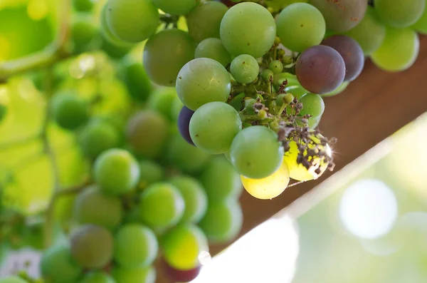 Gros Plan Raisins Verts Non Mûrs Dans Jardin — Photo