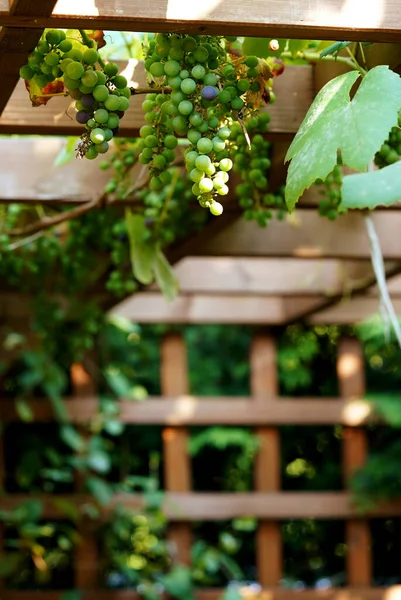 Raisins Non Mûrs Suspendus Sur Toit Tonnelle Jardin Ajouré — Photo