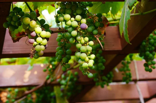 Éretlen Szőlő Lóg Tetőn Nyílászáró Kert Arbor — Stock Fotó