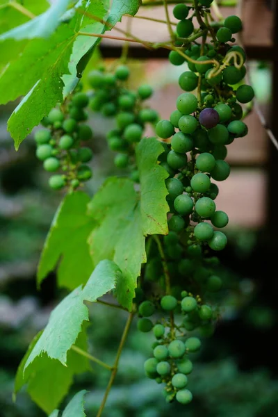 Незрілий Виноград Звисає Даху Ажурної Садової Альтанки — стокове фото