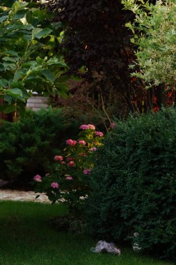 Akşam bahçesinde pembe ortanca çiçekleri