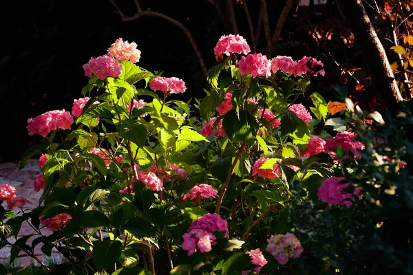 Rosa Hortensienblüten Abendgarten — Stockfoto