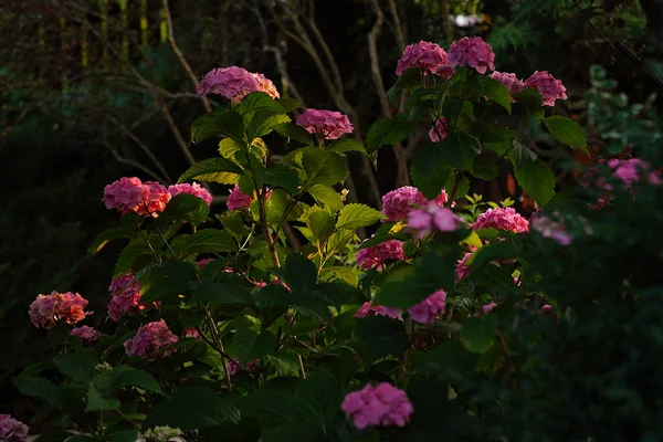 Růžové Hortenzie Květiny Večerní Zahradě — Stock fotografie