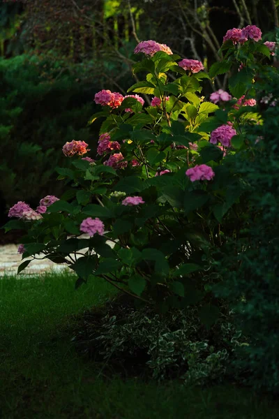 Рожеві Квіти Гортензії Вечірньому Саду — стокове фото