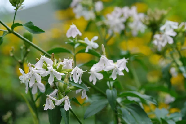 Bílý Phlox Květiny Rozmazaném Pozadí — Stock fotografie