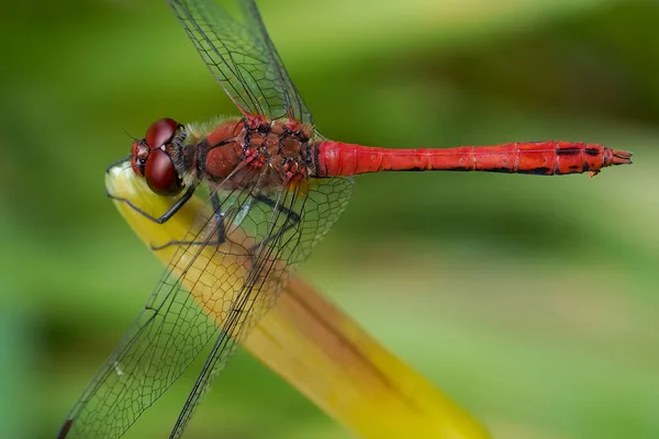 Libélula Roja Sobre Tallo Verde —  Fotos de Stock