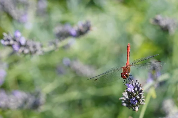 Libélula Vermelha Talo Verde — Fotografia de Stock