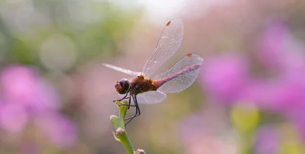 Libélula Vermelha Talo Verde — Fotografia de Stock