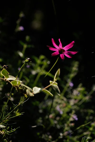 Rózsaszín Virág Egy Fekete Háttér Kertben — Stock Fotó
