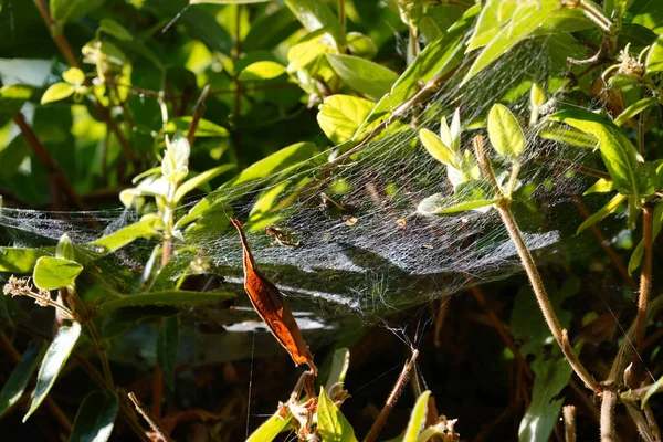 Bir Hanımeli Dalları Arasında Uzanan Örümcek Ağı — Stok fotoğraf