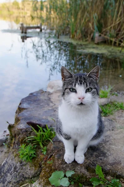 Pequeno Gato Margem Lago — Fotografia de Stock