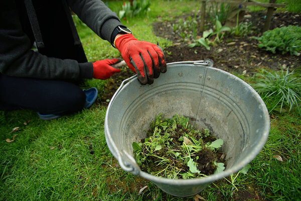 bucket of weeds in the spring in the garden