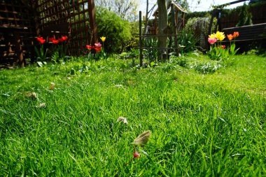 Bahçenin arka bahçesinin manzarası