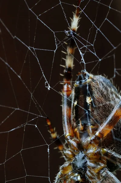 Lado Abdominal Araña Jardín — Foto de Stock