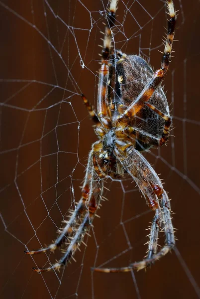Örümcek Ağındaki Dişi Bir Bahçe Örümceğinin Yakın Çekimi — Stok fotoğraf