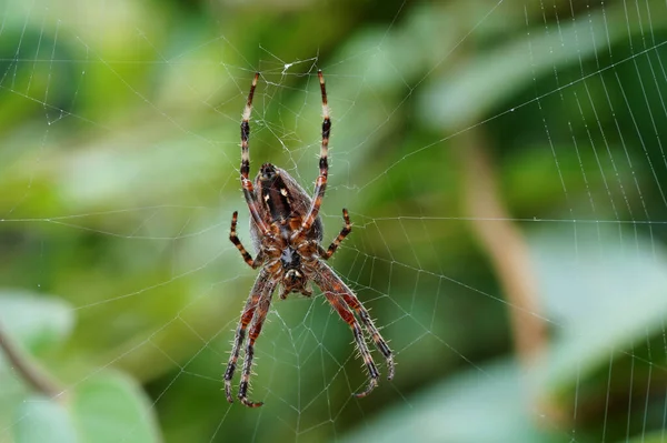 Örümcek Ağındaki Dişi Bir Bahçe Örümceğinin Yakın Çekimi — Stok fotoğraf