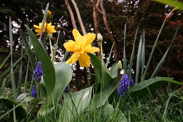 Žluté Jarní Narcisy Květiny Zahradě — Stock fotografie