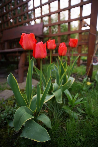Řada Červených Tulipánů Pergolovém Pozadí — Stock fotografie