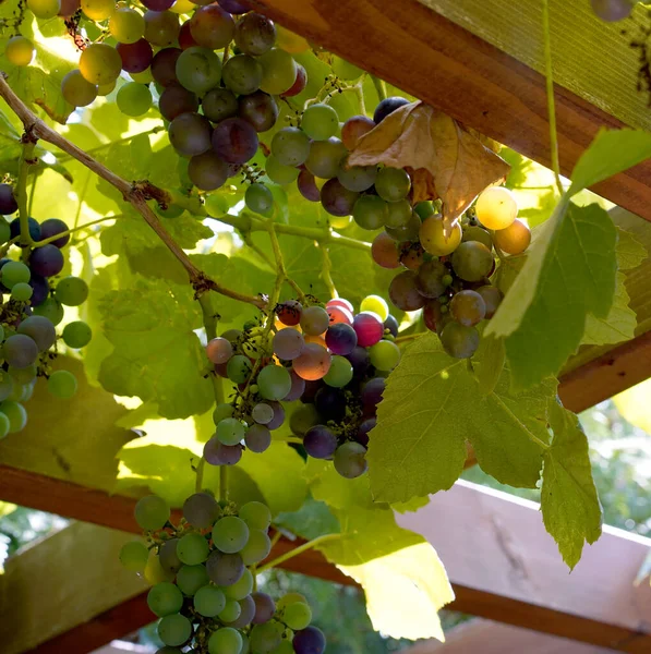 Opknoping Kleurrijke Trossen Druiven — Stockfoto