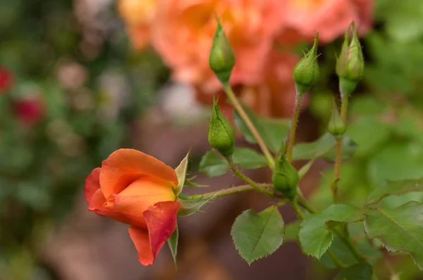 Oranžová Růže Poupě Zahradě — Stock fotografie