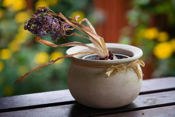 withered plant in a pot on a wooden table