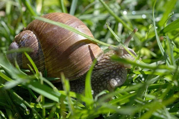 Roma Salyangozu Helix Pomatia Bahçede Çimlerin Üzerinde — Stok fotoğraf