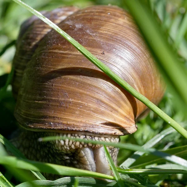 Roma Salyangozu Helix Pomatia Bahçede Çimlerin Üzerinde — Stok fotoğraf