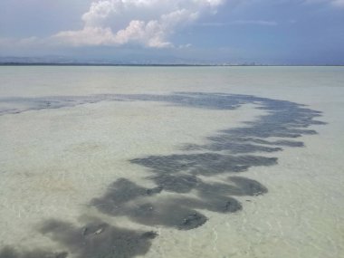 Hurghada, Mısır kıyı şeridi kabuklu sarı kumsal yengeçleri