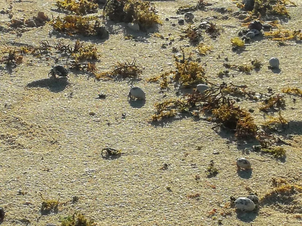 Hurghada Egito Linha Costeira Praia Amarela Caranguejos Areia Com Casca — Fotografia de Stock