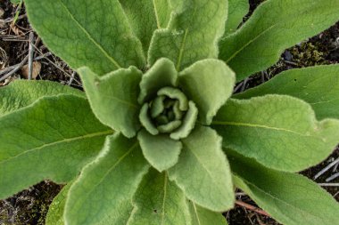 Yeşil çiçek bitkisi, yakın plan, tüm çerçeve resmi