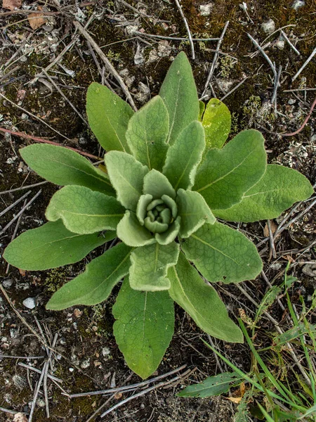 緑の花の植物を閉じる フルフレーム画像 — ストック写真