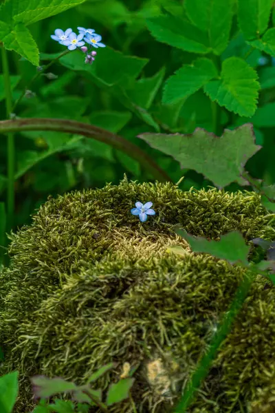 Маленькие Голубые Луговые Цветы Зеленой Траве — стоковое фото