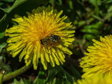 Çiçek böceği arısı sarı karahindibada polen arıyor.