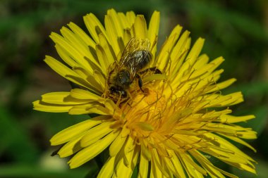 Çiçek böceği arısı sarı karahindibada polen arıyor.