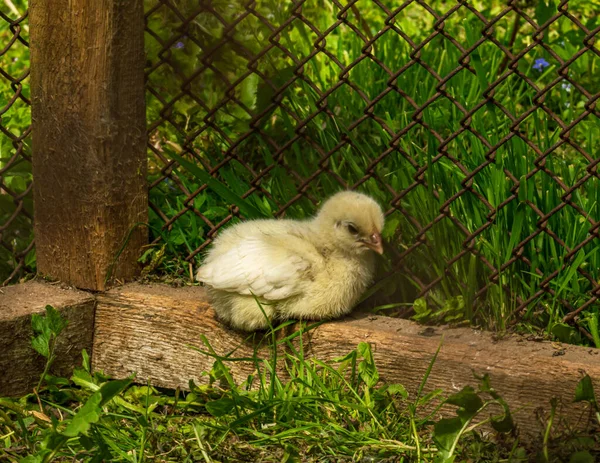 Kleines Huhn Flauschig Gelb Babby Küken — Stockfoto