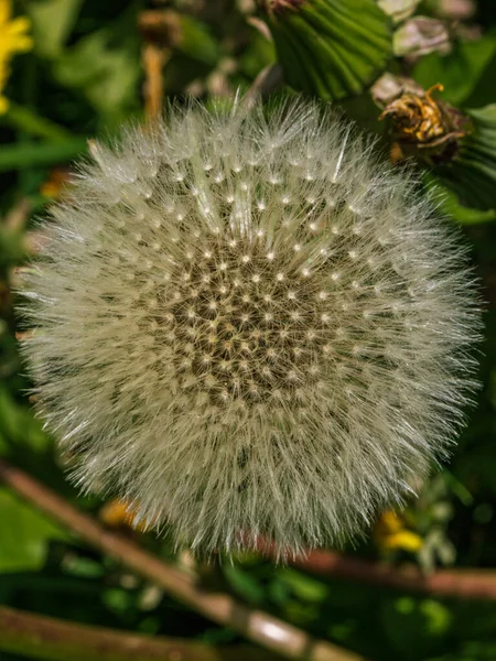 Paardebloem Pluizig Blazen Bal Bloem Het Voorjaar Tijd — Stockfoto