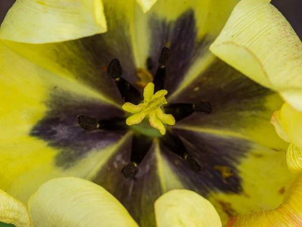 Middle Yellow Tulip Flower Flowering Plant — Stock Photo, Image