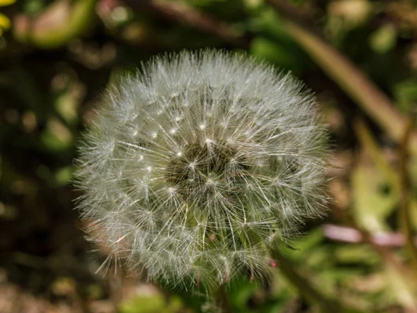 Dandelion Fluffy Blow Ball Flower Spring Time — Stock Photo, Image