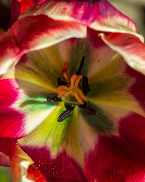 Mor Kırmızı Lale Çiçeğinin Ortasında Çiçek Açan Bitki Telifsiz Stok Fotoğraflar