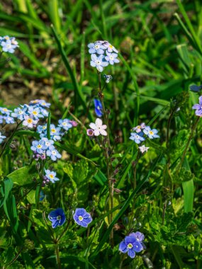 Küçük mavi çayır çiçekleri yeşil çimlerde, bahar zamanı.